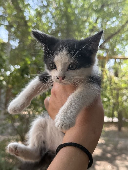 Котята бесплатно