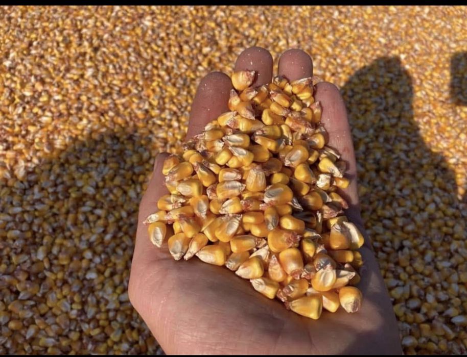 Graunțe de vanzare!!