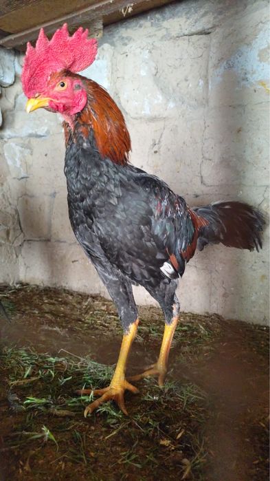 Шолпан шөже дакан шолпан