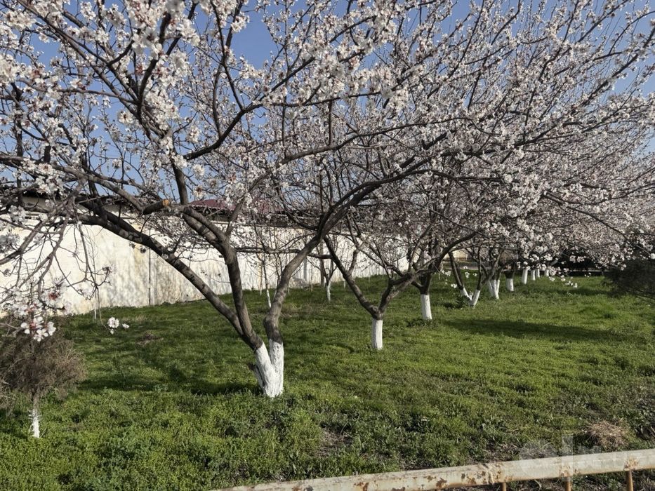 Ohangaronda 67 sotixli baza arenda:Sklad 500m2+naves 300m2+ochiq hudud
