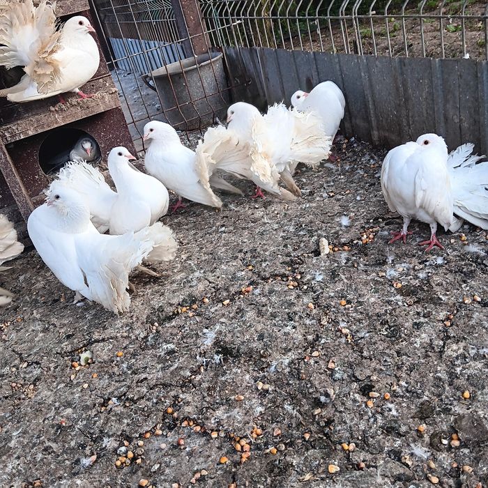 Papagali, canari si porumbei din crescătorie proprie