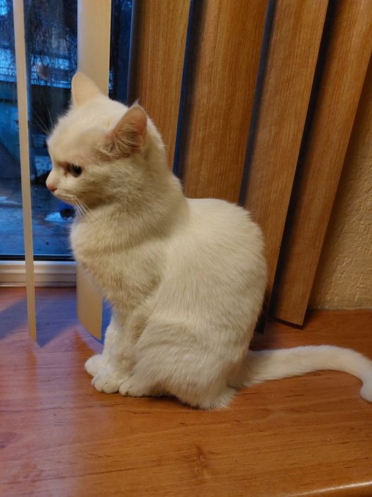 Кошка бесплатно стерилизованная