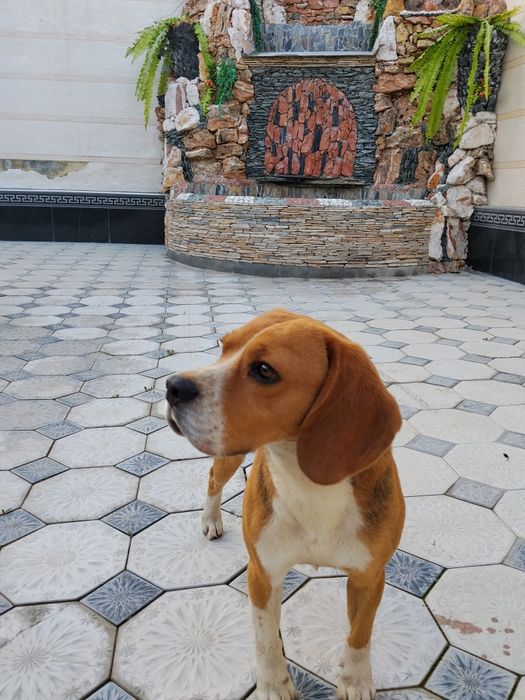 Вязка Бигль КАБЕЛЬ