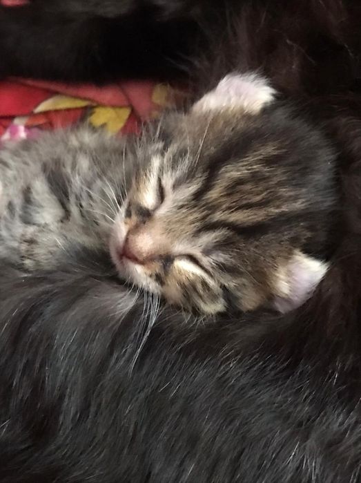 Американский керл