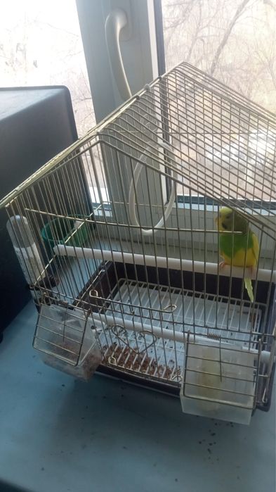 попугай вместе с клеткой