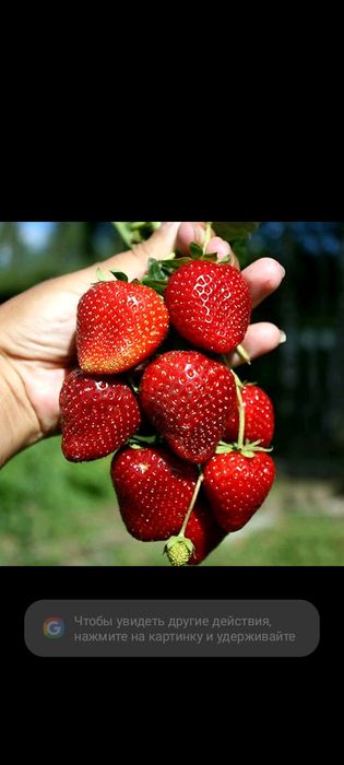 Саженцы многоразовой клубники