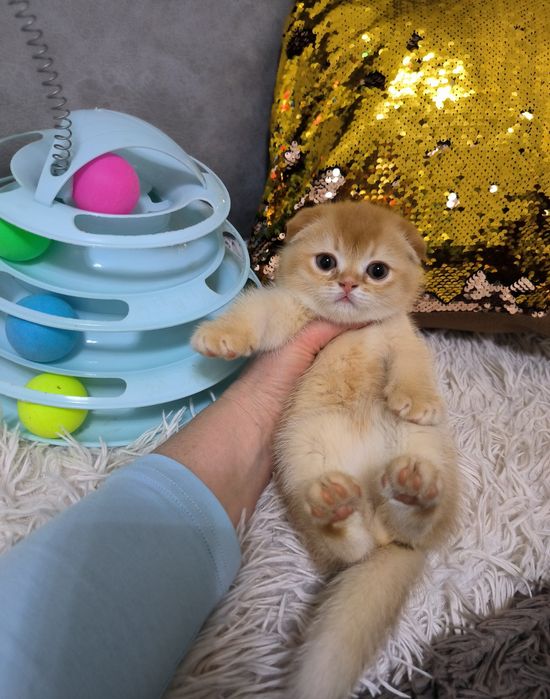 Котята от правильной вязки