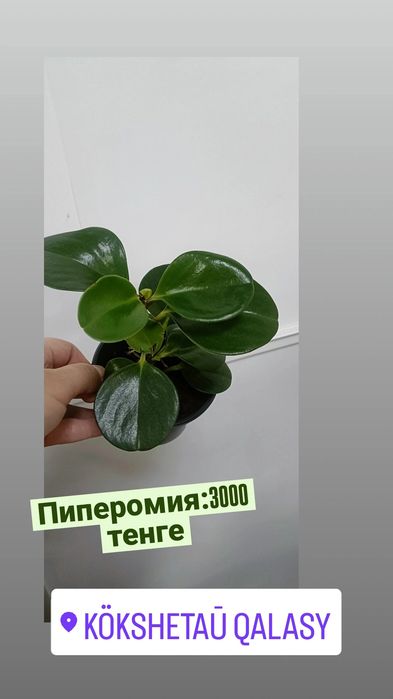 Пиперомия:3000 тенге