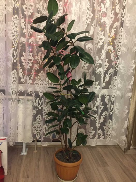 Продам Фикус КАучуковый