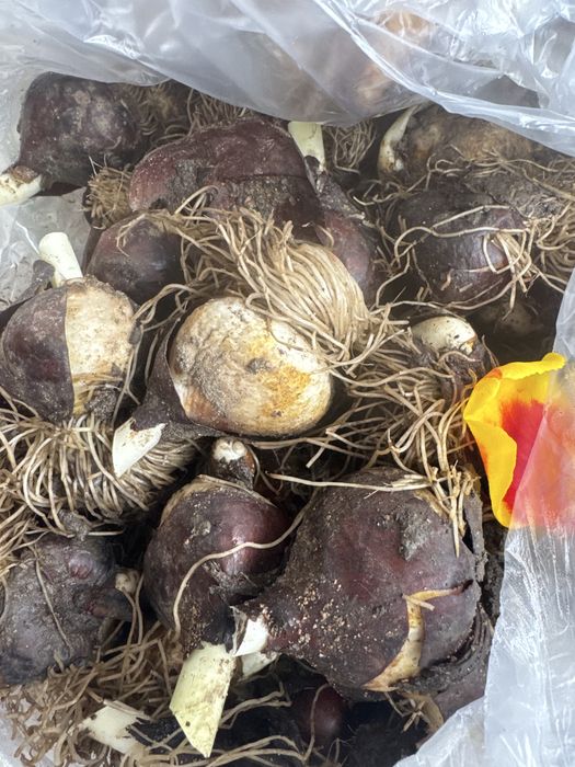 Луковицы тюльпанов