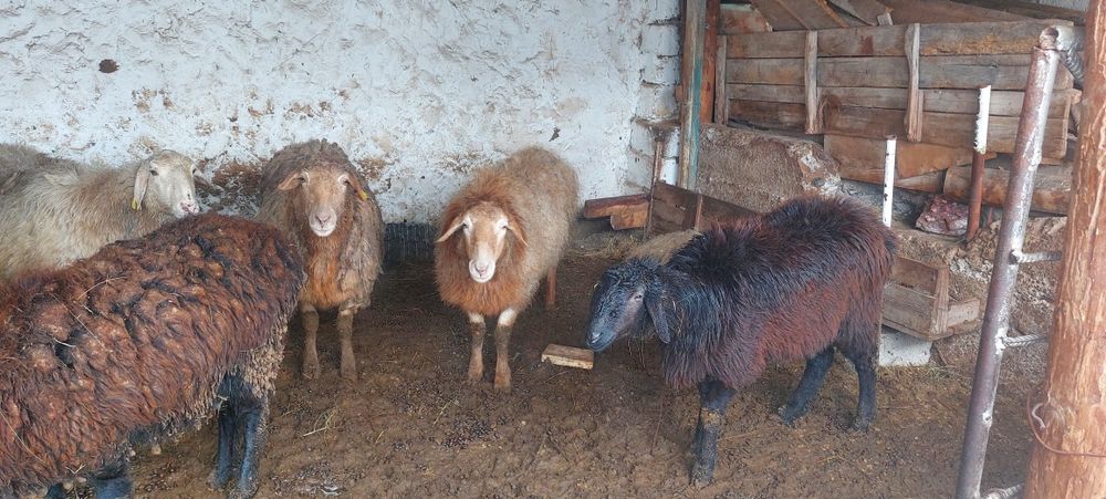 Овцы Продаётсяяя