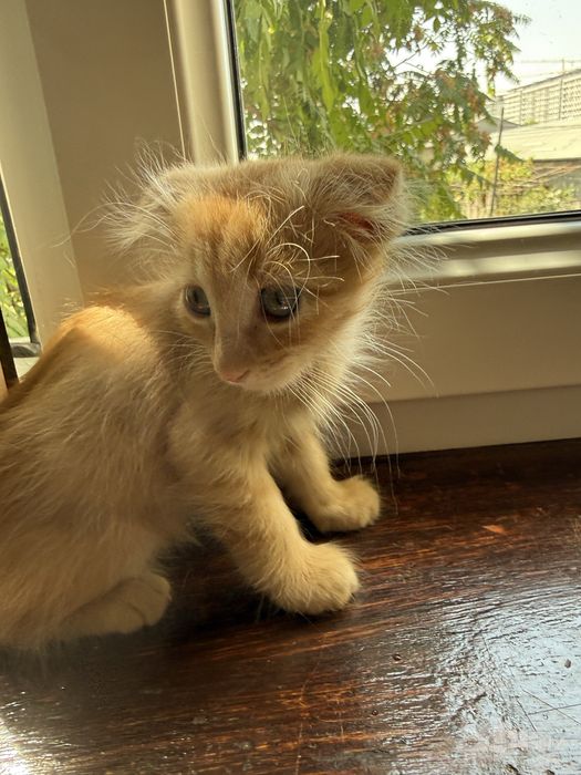 Вислоухие котята