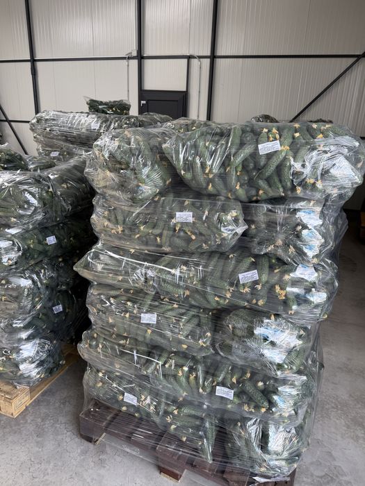 Castraveți/ ogorki/ огірки