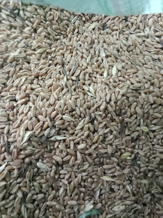 Продам зерно отходы