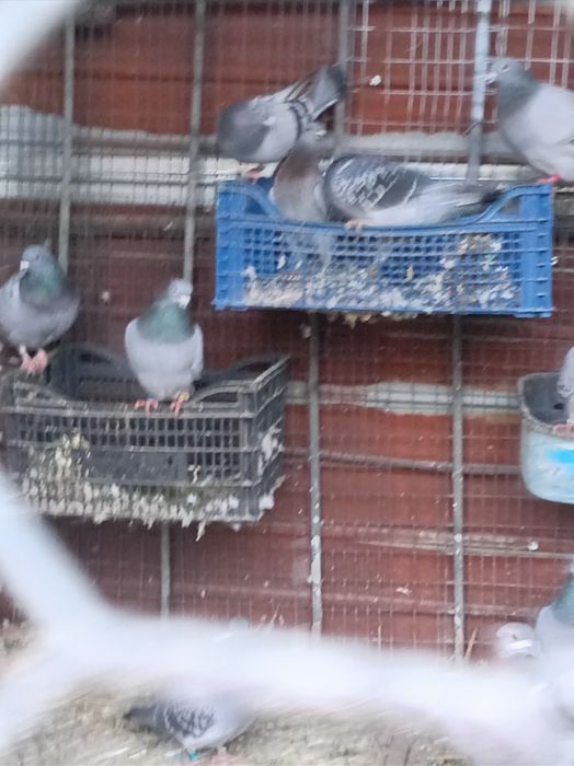 Vând lot de 14 porumbei voiajori