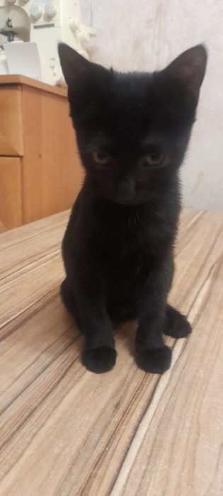 Отдам котёнка 4 месяца