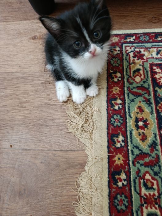 Котят в добрые руки