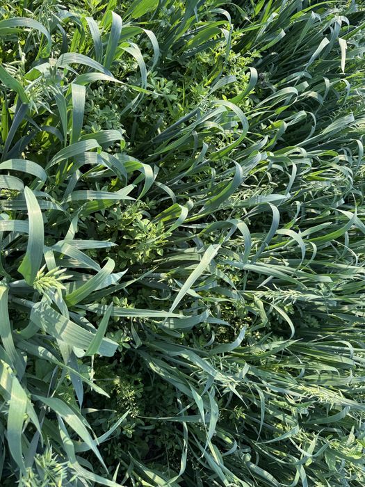 Baloti Lucerna și Lucernă cu Ovăz