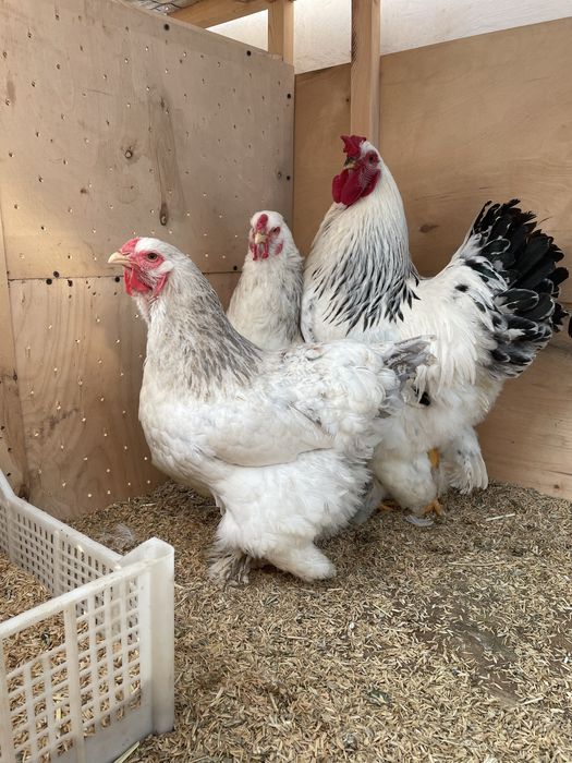 Brama oilasi 1+2 Sotiladi