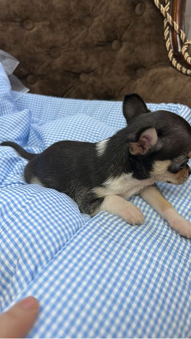 Чихуахуа мальчик