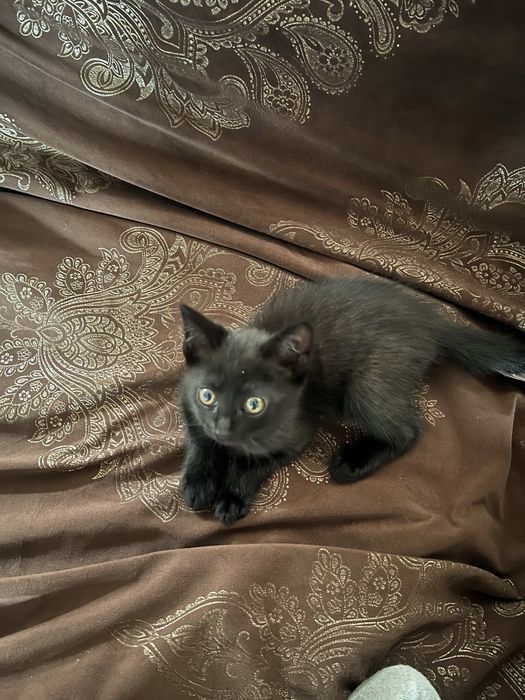 Отдам котенка в хорошие Руки!