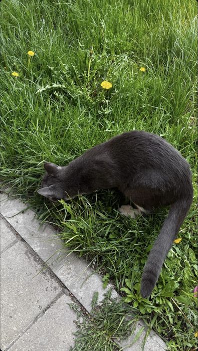 Отдаю кота в добрые руки