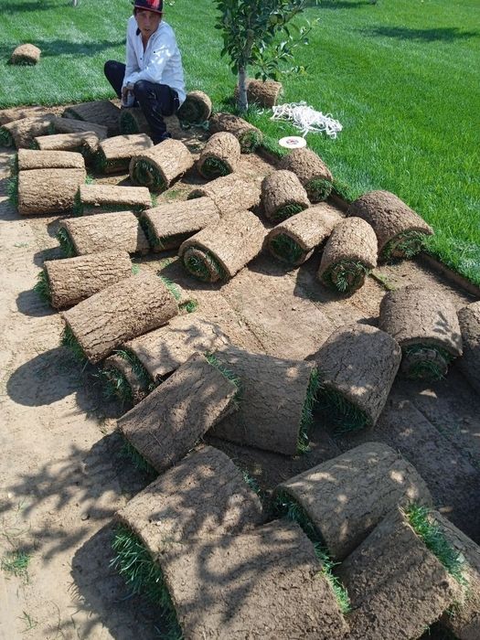 Продам рулонный газон. Биринчи қўл