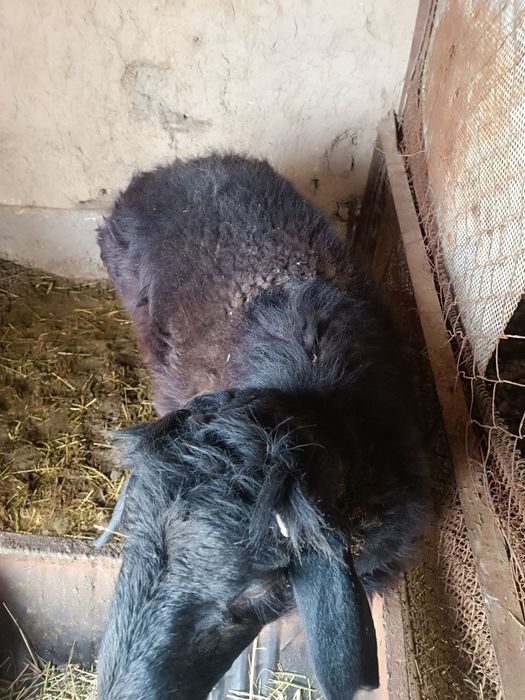 BoqilganQoʻchqor sotiladi 3 bosh