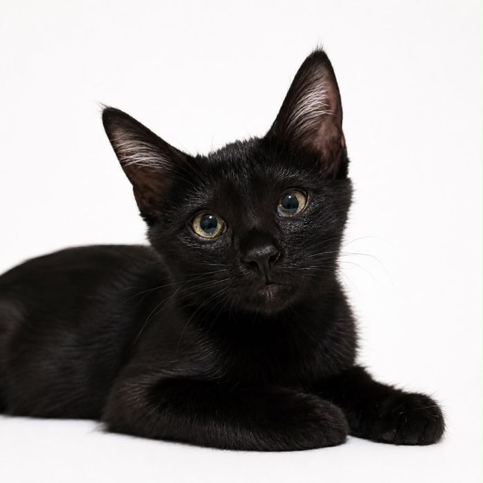 Котята пару месяцев