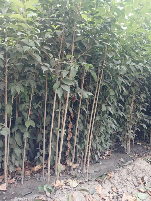 Buruchina sensalari