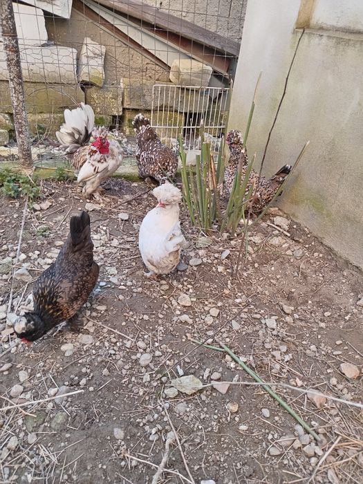 Ouă pentru incubat - Găini pitici motate și încaltate