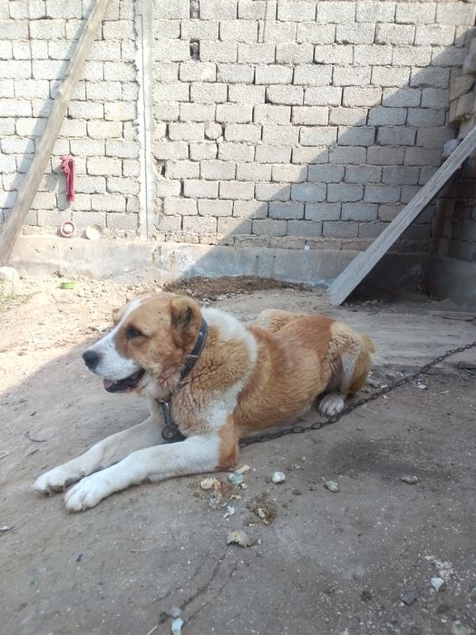 Qozoqi alabay  va xatika sotiladi.