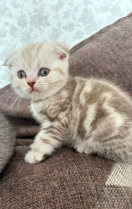 Котята шотландцы