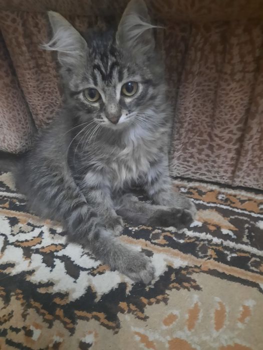 Котенок девочка ищет дом!