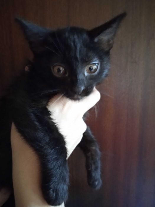 Красивые котята -девочки, 3 месяца.