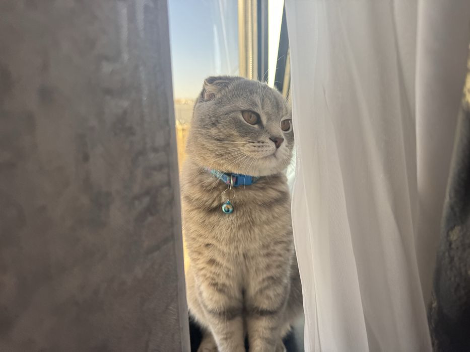 Толка Вязка  !!! кот