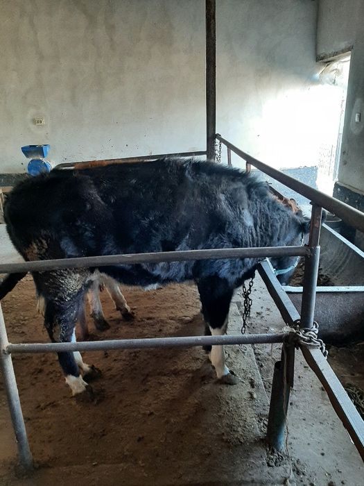 Екі қашар сатылады бағасы келисим 650 000