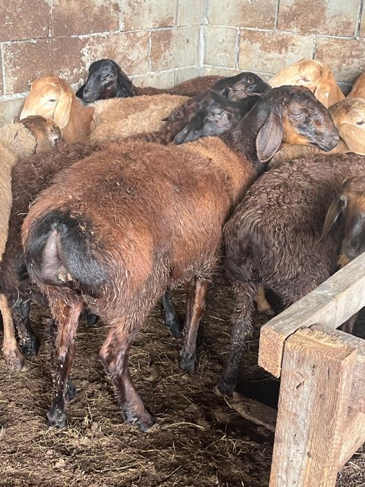 Продам баранчиков на племя