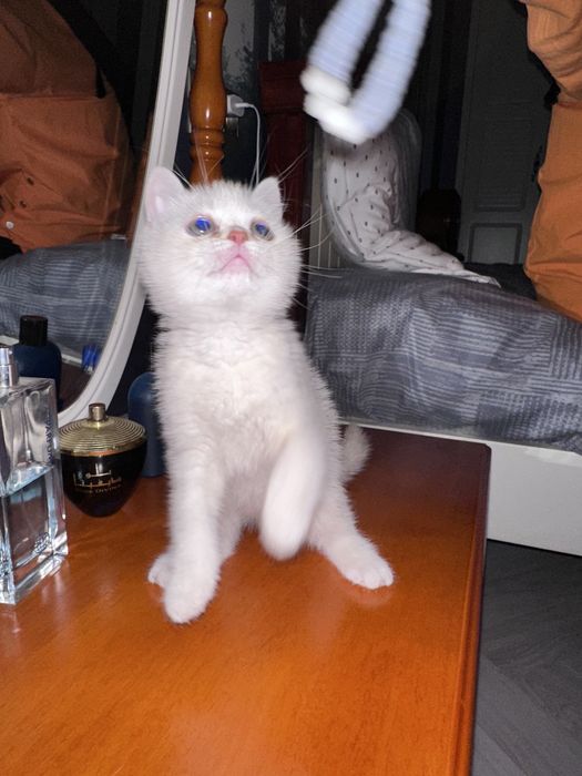 Скотиш страйт