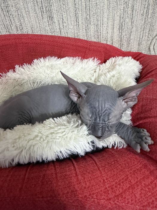Продам котёнка Канадский Сфинкс