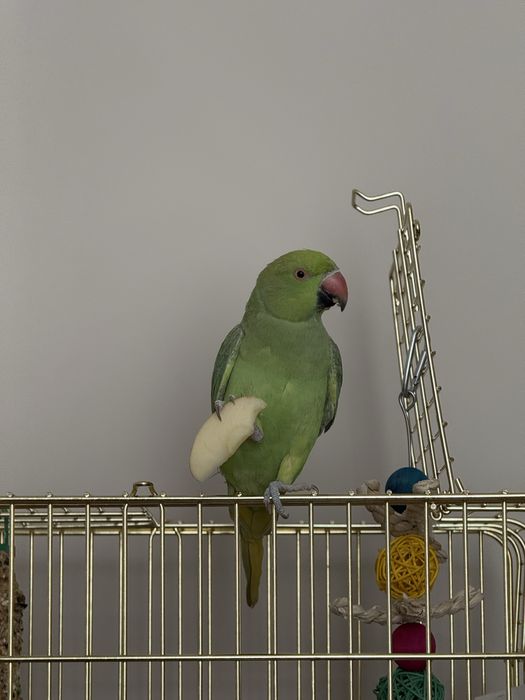 Продадим в хорошие руки