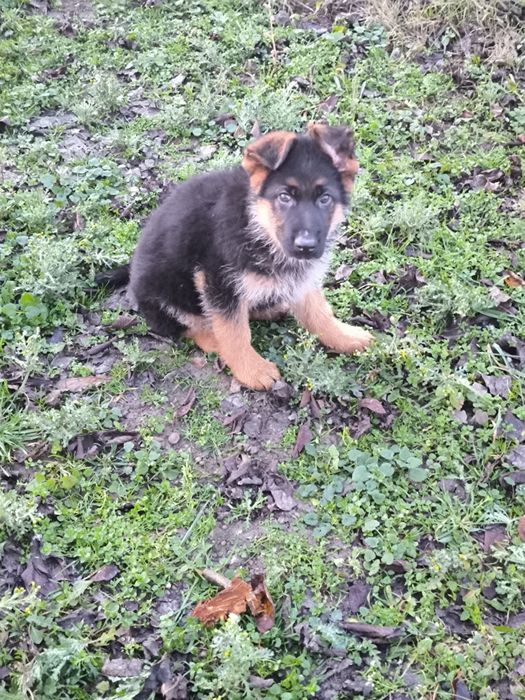 Pui de ciobanesc german cu pedigre.