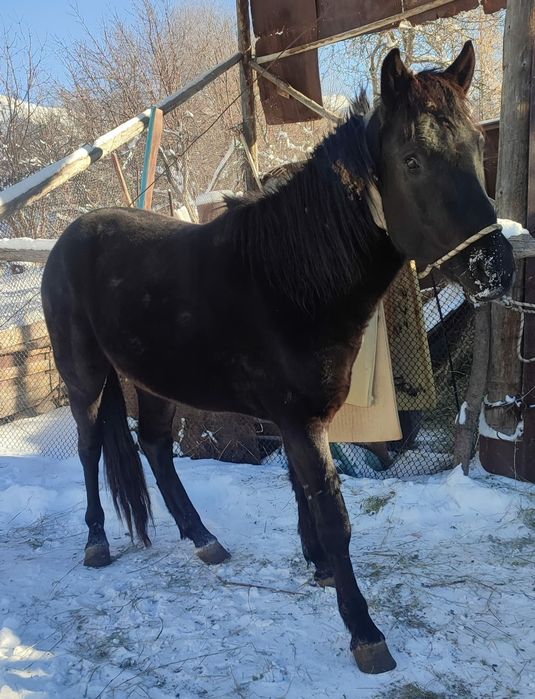 Ат сатылады конь