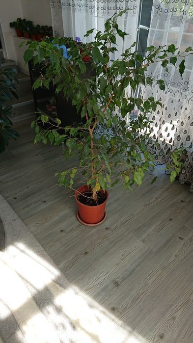 Большой фикус Бенджамина