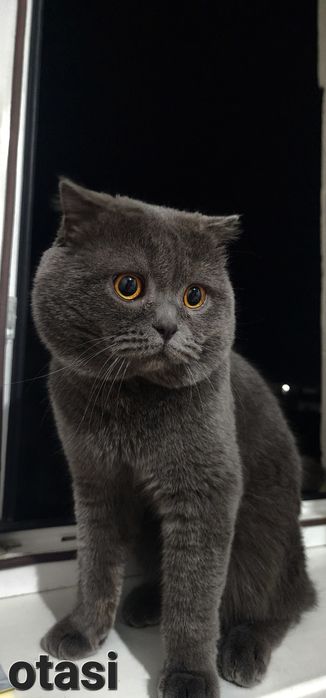 Mushuk Tozza zotli scottish mushuk bollari sotiladi bir yarim oylik. 1