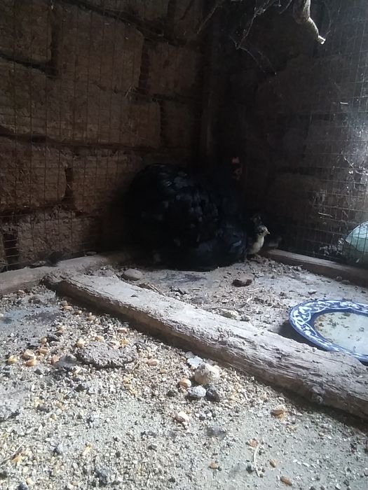 Bir par.    6.  jojalari bn 700min som