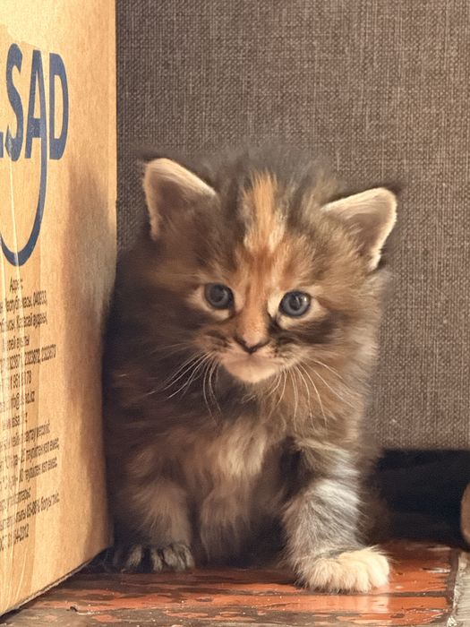 Продаются котята мейнкун