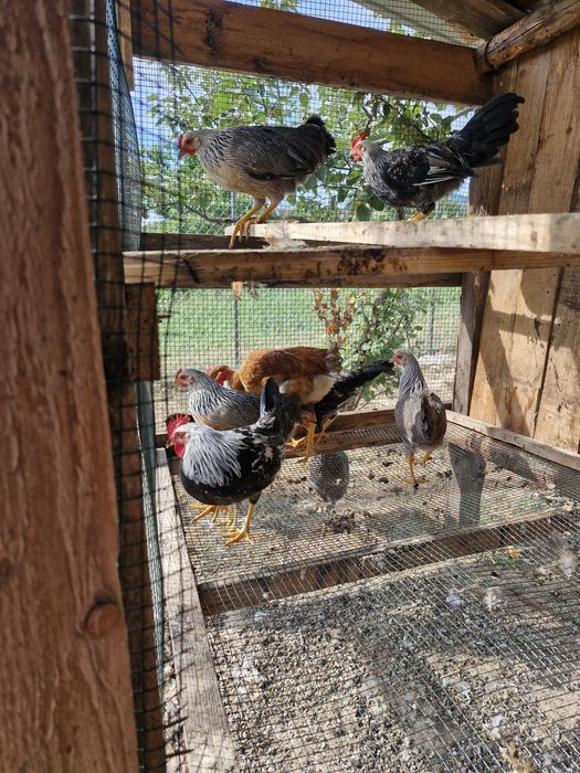 Disponibili o familie italiană 4+1 de două luni jumate  250 lei