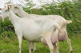 Козье молоко Ешкі сүті