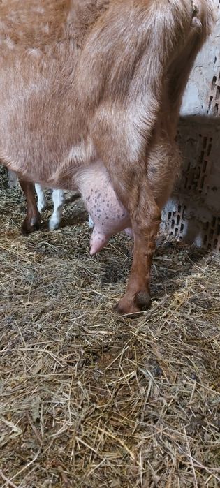 De vânzare țăpic  anglo-nubian